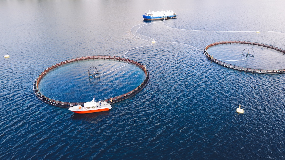 Salmon fish farming in Norway sea. Food industry, traditional craft production, environmental conservation. Aerial view of round mesh for growing and catching fish in arctic water surrounded by fjords Salmon fish farming in Norway sea. Food industry, traditional craft production, environmental conservation. Aerial view of round mesh for growing and catching fish in arctic water surrounded by fjords.